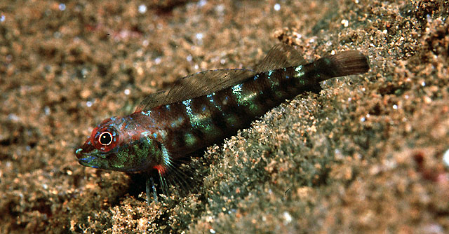 Helcogramma vulcana Randall & Clark, 1993